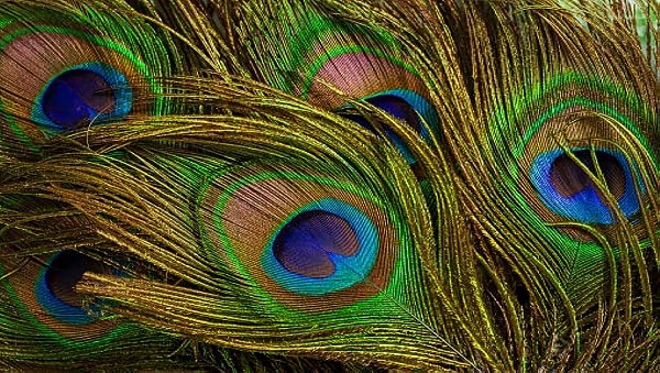 Peacock feather: घर में जरूर रखें मोर का पंख, दूर होंगी यह समस्याएं