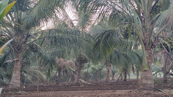 World coconut day: नारियल उत्पादन में गुजरात की बड़ी छलांगः 4500 हेक्टेयर की हुई वृद्धि