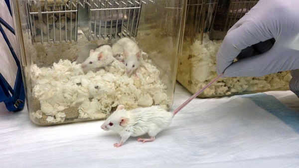 China Experiment Virus on Rat: दुनिया को फिर बर्बाद करने की फिराक में चीन, नए वायरस को दे रहा जन्म