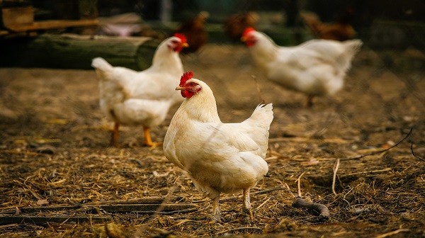 Bird Flu: मुंबई में छाया बर्ड फ्लू का आतंक, 8,000 से अधिक मुर्गियों ने गंवाई जान