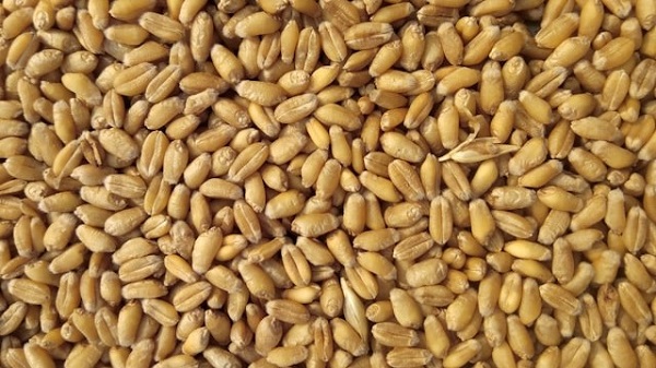 Purchasing wheat at MSP: न्यूनतम समर्थन मूल्य पर गेंहू की खरीददारी; पिछले साल का आंकड़ा पार 1 wheat