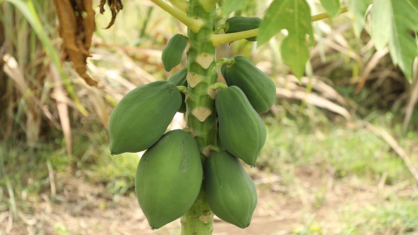 Natural farming papaya