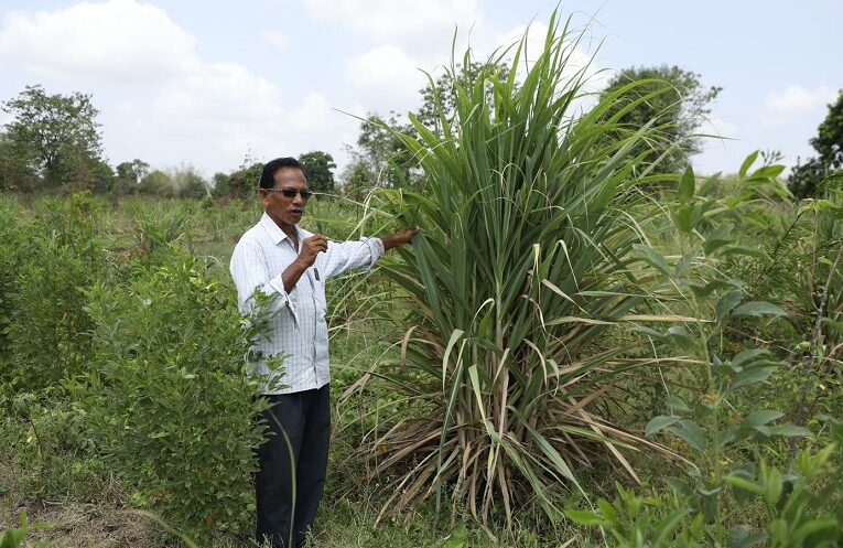Natural farming: सूरत के किसान ने प्राकृतिक खेती से वार्षिक 12 लाख रुपए की आय की