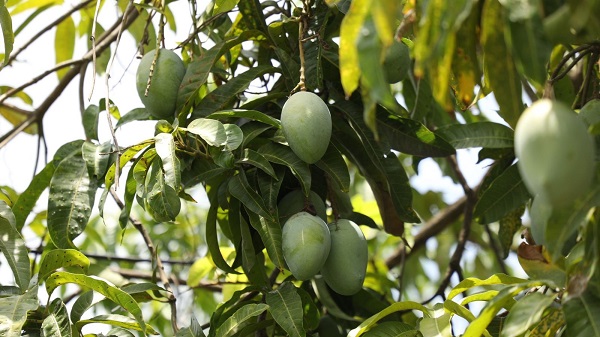 Natural farming, mango