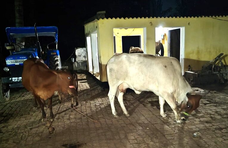 Effect of noise pollution on cows: डी जे की तेज आवाज ने बदला गौ माता का व्यवहार, दूध की मात्रा मे आई कमी