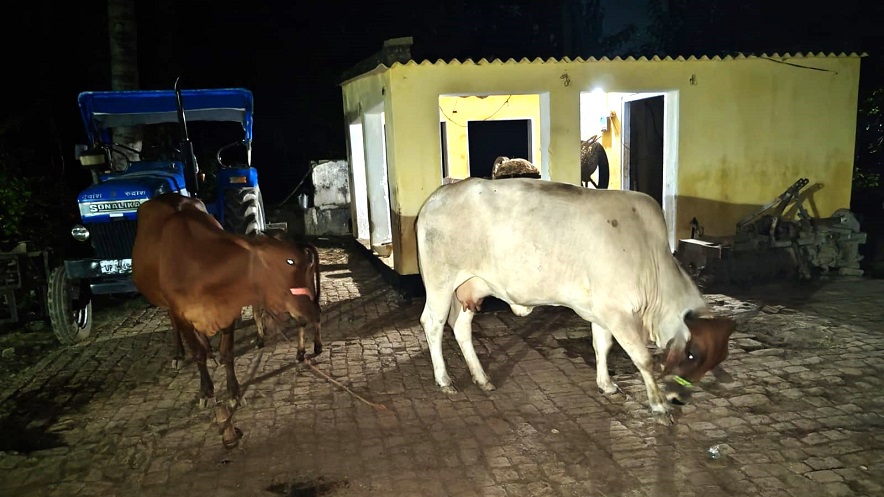 Effect of noise pollution on cows: डी जे की तेज आवाज ने बदला गौ माता का व्यवहार, दूध की मात्रा मे आई कमी 1 Effect of noise pollution on cows