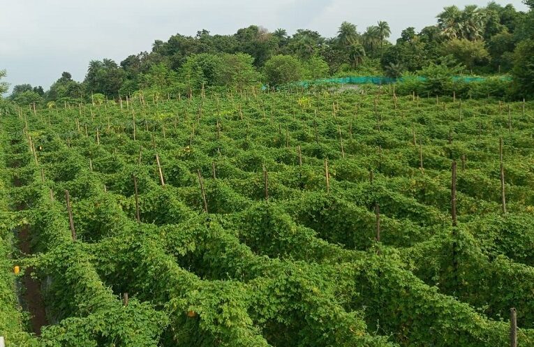 Jharkhand Lakhpati Didi: लखपति दीदी की सूची में शामिल हो रहीं ग्रामीण महिलाएँ 1 Jharkhand Lakhpati Didi: लखपति दीदी की सूची में शामिल हो रहीं ग्रामीण महिलाएँ