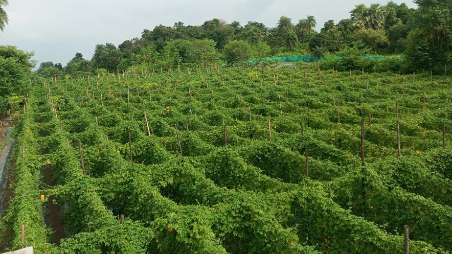 Jharkhand Lakhpati Didi: लखपति दीदी की सूची में शामिल हो रहीं ग्रामीण महिलाएँ 1 farming vegetable